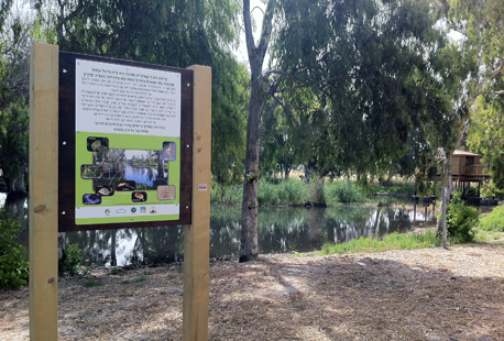 פארק השלולית המשוקם.  צילום: רפי בן חקון