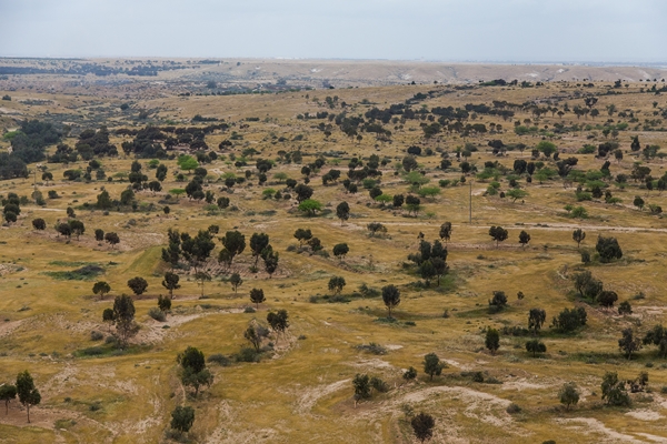 היערות בנגב מתקיימים באזורים שבהם יורדים רק כ-200 מיליליטר גשם בשנה ושונים בצפיפות ובהרכב העצים מיערות אחרים בעולם. צילום: ארכיון צילומי קק"ל