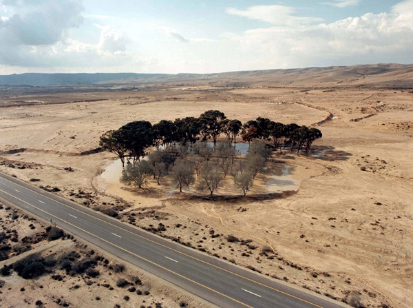 איגום המים באמצעות לימנים ושיחים המאפשרים לכוון את מי הגשם המועטים ולרכזם באזור מצומצם, וכך יכולים עצים לצמוח באזורים אלו. צילום: ארכיון צילומי קק"ל