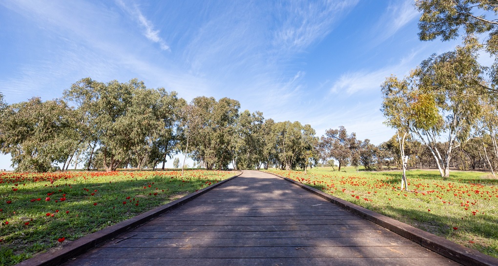 שביל גישה לחניון ורמולן, יער בארי