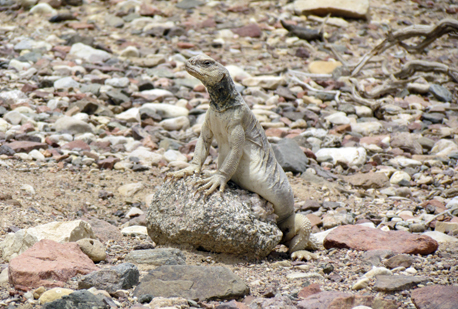 חרדון צב על גבי סלע