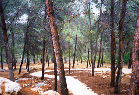 שביל הליכה ביער הגלבוע