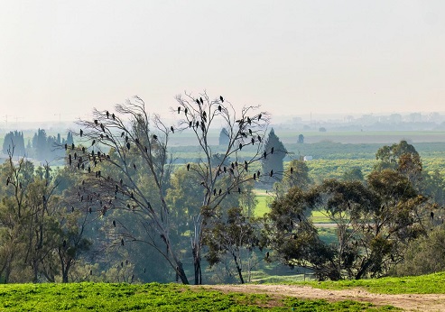פארק שרשרת נחל גרר. צילום: בוני שיינמן, קקל