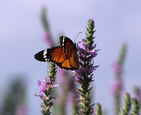 דנאית הדורה באגמון החולה-קל. צילום: עינבר רובין, קקל