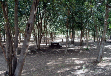 יער חולדה – פינת פיקניק