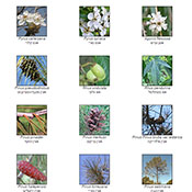 קטלוג מקוון