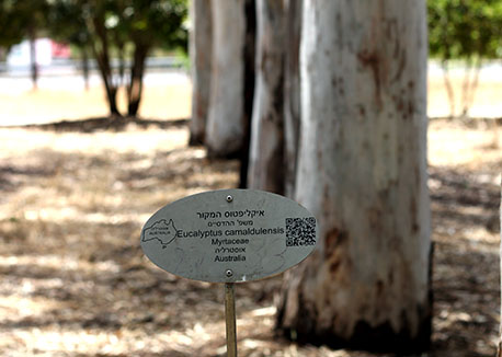 שדרת איקליפטוס המקור