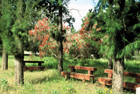 פינה ביער אילנות. צילום: שי גינות