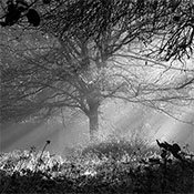 תערוכת צילומים