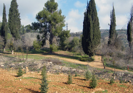 ברושים ותיקים וצעירים בפארק עמק הארזים . צילום: ארכיון צילומי קקל
