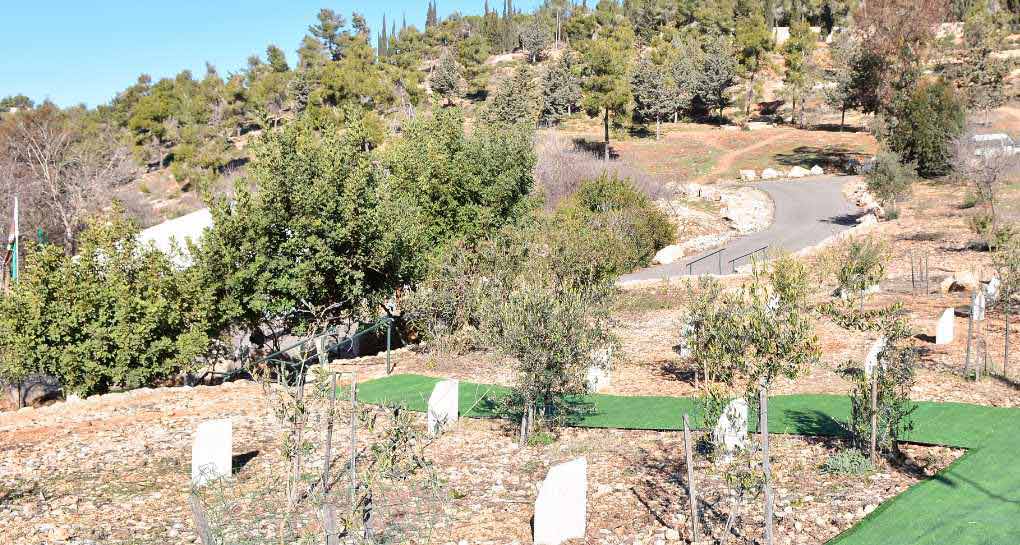 חורשת האומות