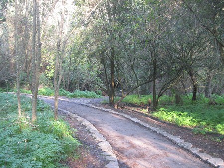 שביל בפארק רמות מנשה. צילום: יואב דביר