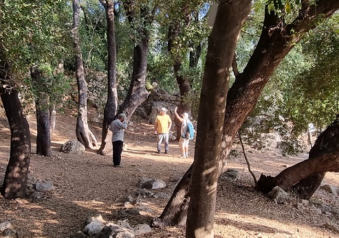 חורשת האלונים העתיקים. צילום: עדי טנא נתן, קק"ל