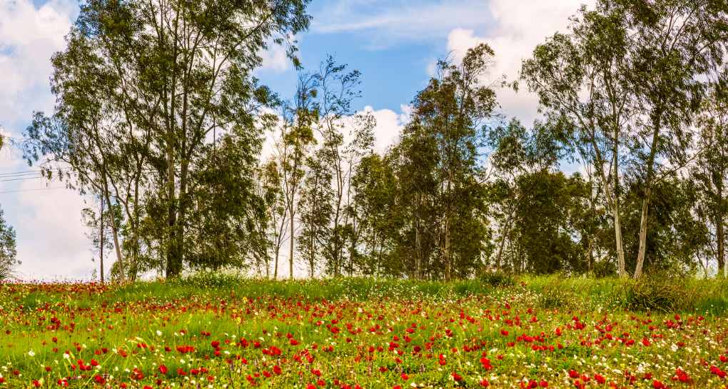 צילום: ארכיון הצילומים של קק''ל