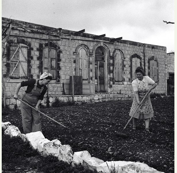 עיבוד הקרקע במושב מעונה שבגליל העליון, 1949 / צילום: רודולף יונס, ארכיון הצילומים של קק"ל