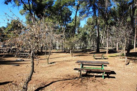 עצי אלון התבור בחניון לביא. צילום: יעקב שקולניק