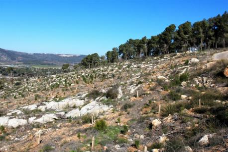 חלקת יער מחודשת ביער לביא. צילום: יעקב שקולניק