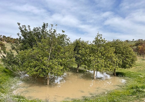 צילום: אורנית גינת, קקל