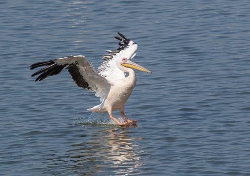 שקנאי בנחיתה במצפור ויקר
