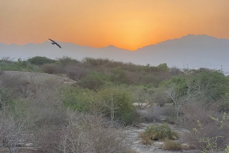 האיה המזרחית בפארק הולנד. צילום: אורנית גינת, קקל
