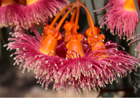 אקליפטוס הצווארון בפריחה. צילום: יעקב שקולניק, ארכיון הצילומים של קק"ל