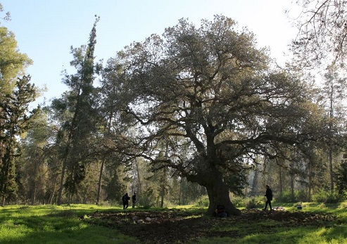 אלון התבור. צילום: יעקב שקולניק, ארכיון הצילומים של קק"ל