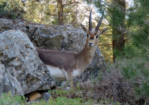 יער קהילתי פסגת זאב-נווה יעקב (מיר). צילום: קסניה ז'ורבל