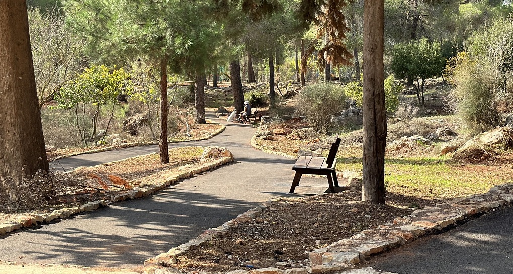 יער קהילתי רמות. צילום: עדי טנא נתן, קק"ל