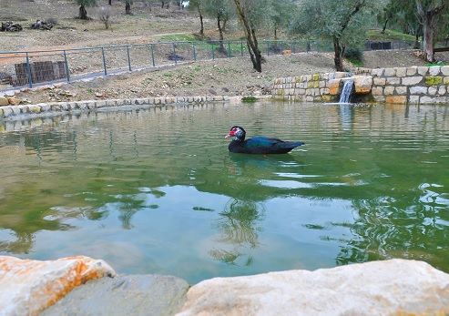 הבריכות העליונות
