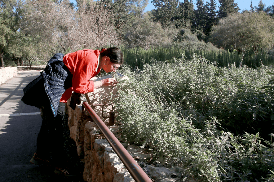 גינת התבלינים - להריח ולזהות את הצמח. צילום: יעקב שקולניק, ארכיון הצילומים של קק''ל