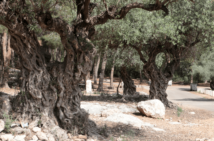 עצי זית קשישים באתר הסכרונים. צילום: יעקב שקולניק, ארכיון הצילומים של קק''ל