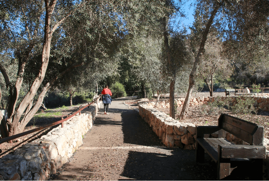 השביל ליד עצי הזית. צילום: יעקב שקולניק, ארכיון הצילומים של קק''ל