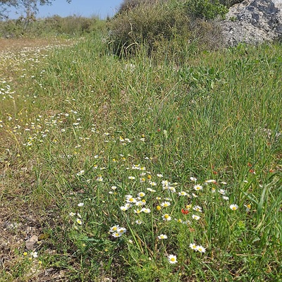 קמומיל ביער שוהם