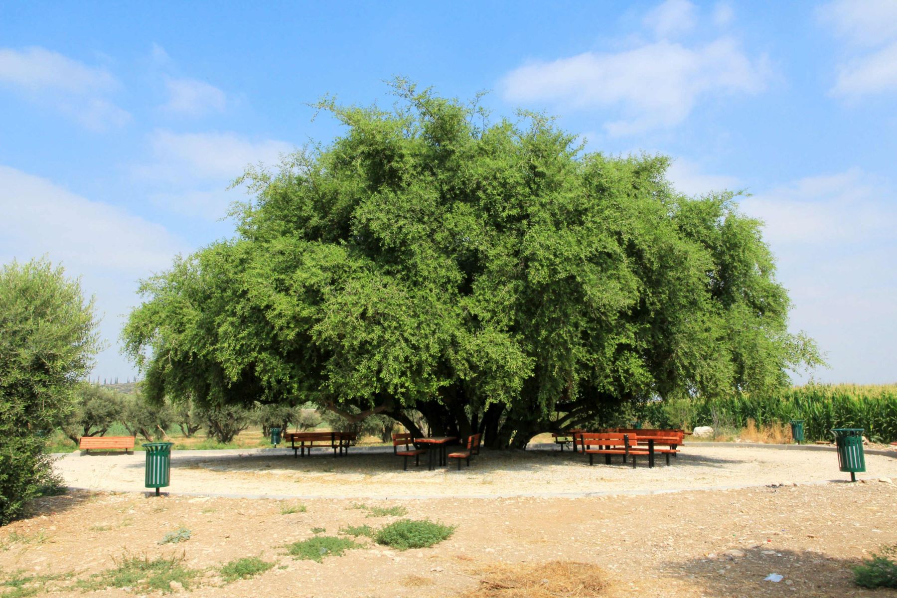 עץ השיזף, צילום: יעקב שקולניק