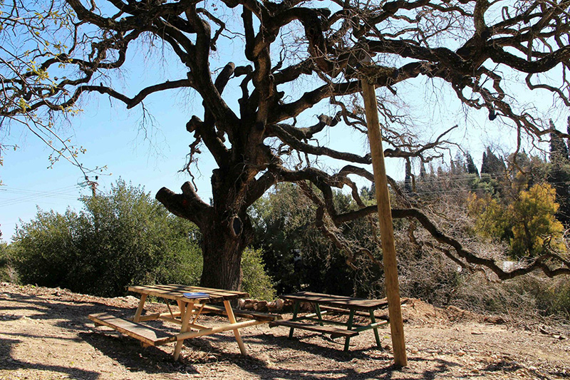 צילום: יעקב שקולניק