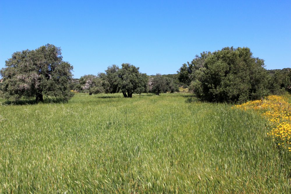 קפריסין. חרובים בשדה חיטה, קרוב לים, צילום: יעקב שקולניק