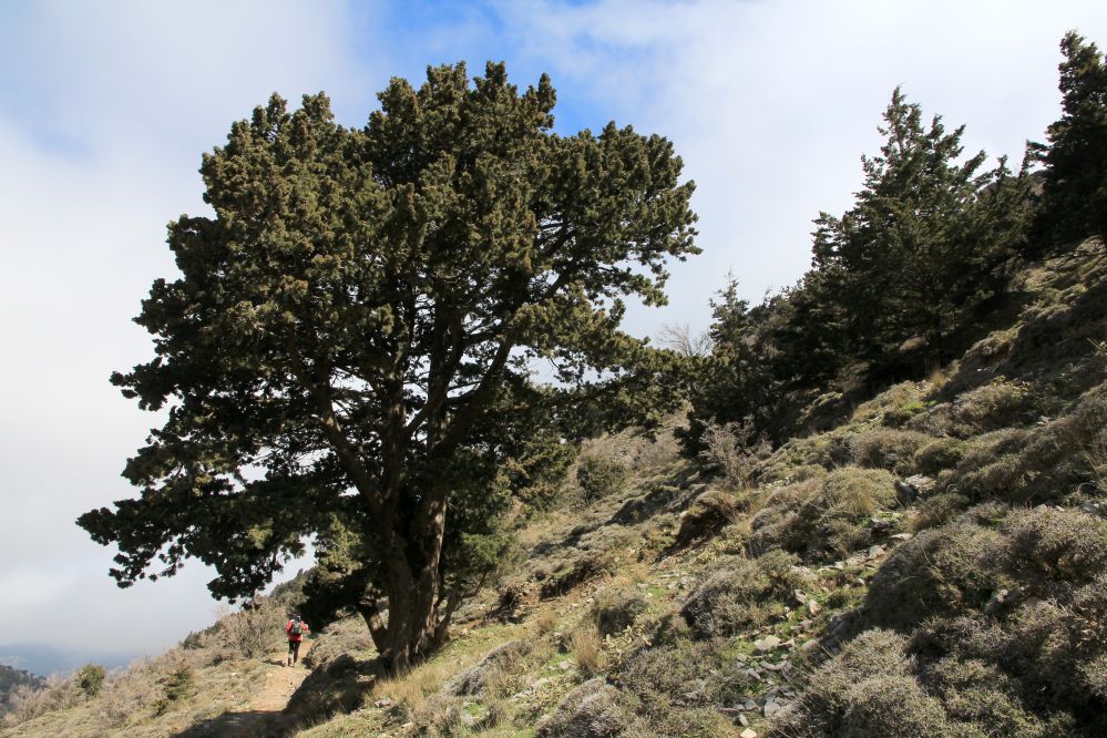 ברוש קשיש בהרי כרתים. בהרים אלה נמצאו ברושים בני יותר מ-800 שנה