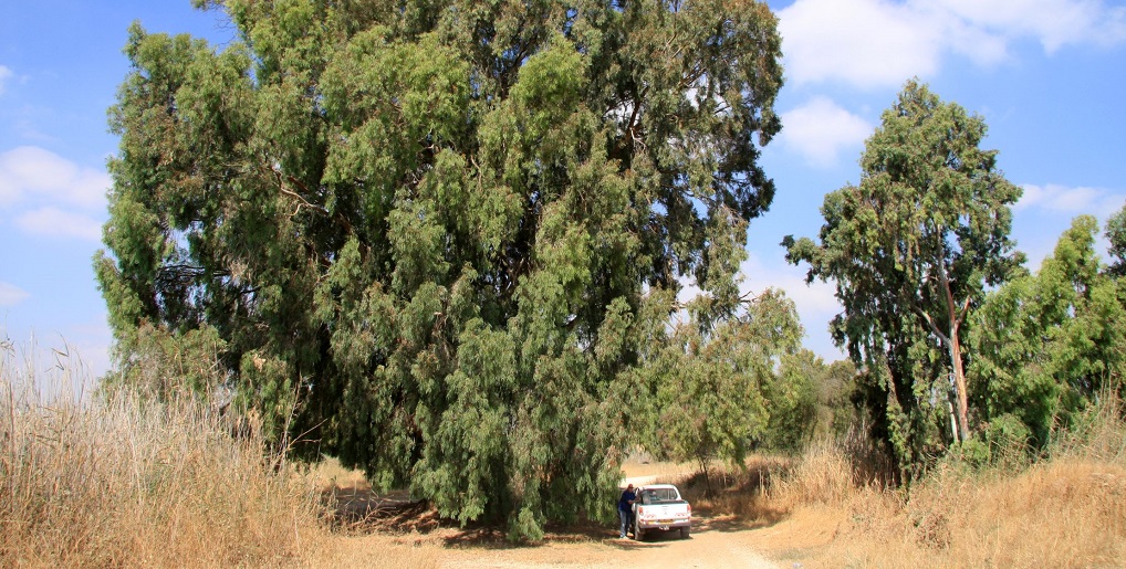 אקליפטוס עוג. אקליפטוס המקור בנחל האלה | צילום: יעקב שקולניק