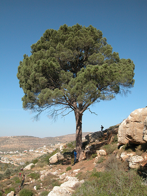 צילום: יעקב שקולניק