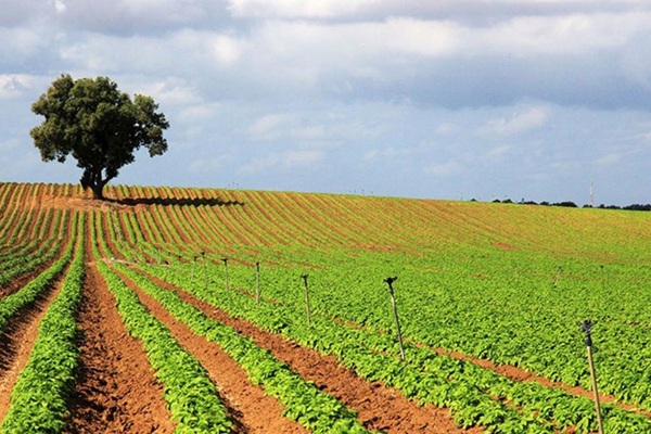 שדה בדרך הבשור. צילום: יעקב שקולניק, ארכיון הצילומים של קק״ל