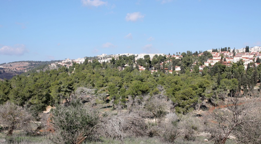 יער רמות. מבט מכרם הזיתים הישן. צילום: יעקב שקולניק, קק"ל