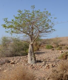 אדנסוניה מאוצבעת - הצמח בנוף -  יער הולנד אילת. צילום: סימה קגן