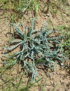 צילום: © איתן שפירא