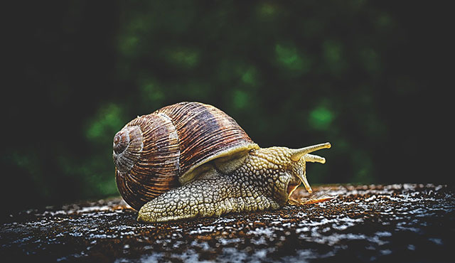 צילום: Alexa from Pixabay