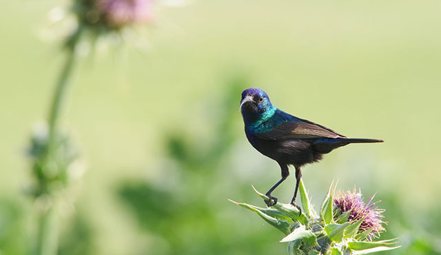 צופית זכר. צילום: רונן הלמן, ארכיון הצילומים של קק