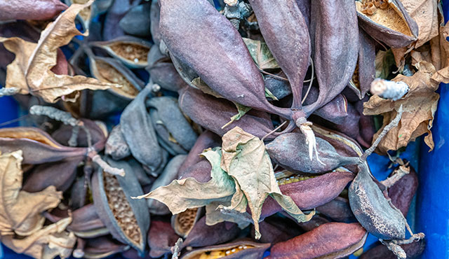  צילום: בוני שיינמן, ארכיון הצילומים של קק