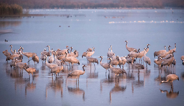 אגמון החולה. צילום: דרור ארצי, סוכנות ג'יני, ארכיון הצילומים של קק