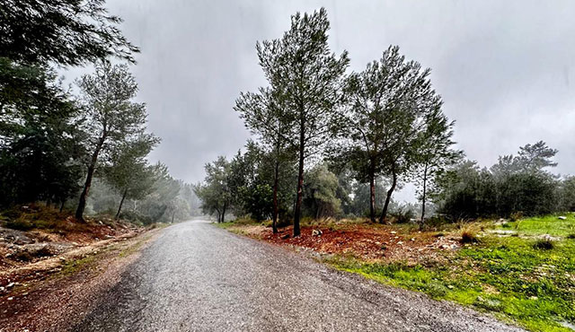 צילום: בוני שיינמן, ארכיון הצילומים של קקל