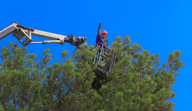 איסוף זרעים. צילום: סוכנות ג'יני,  ארכיון הצילומים של קקל