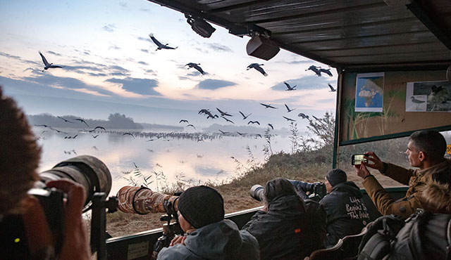 נדידת ציפורים באגמון החולה. צילום: ארכיון הצילומים של קקל